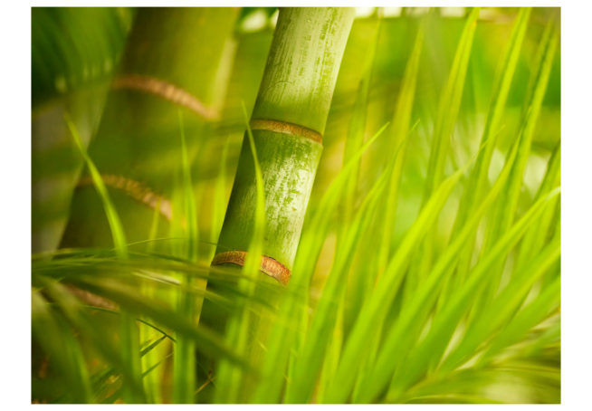 Green plant close-up