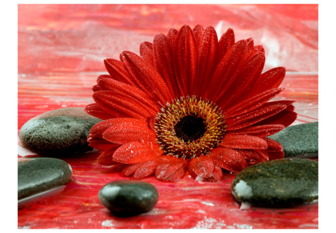 Gerbera